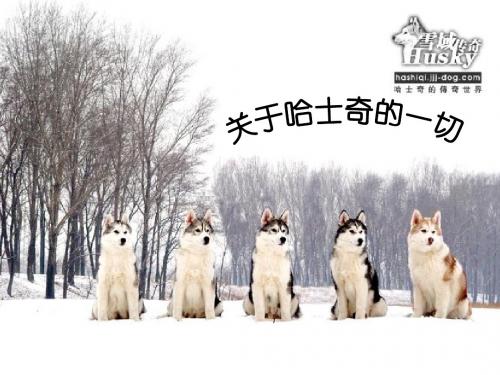 哈士奇