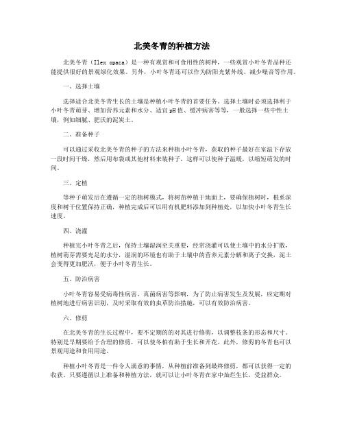 北美冬青的种植方法
