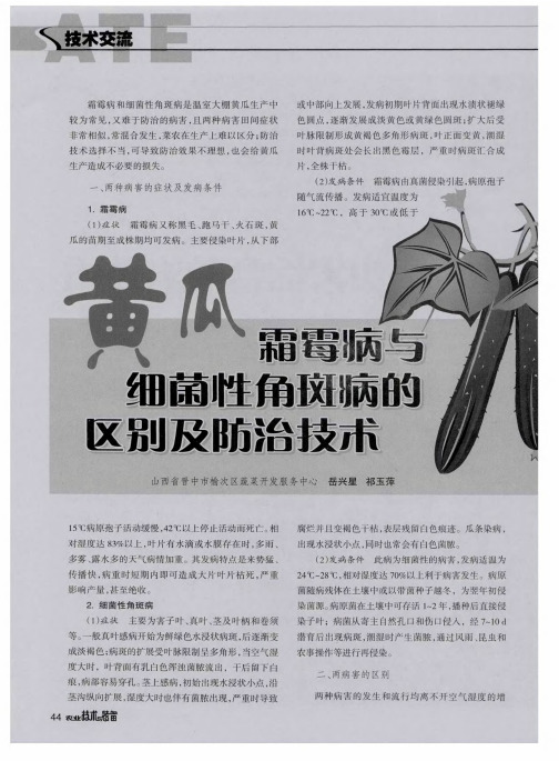 黄瓜霜霉病与细菌性角斑病的区别及防治技术