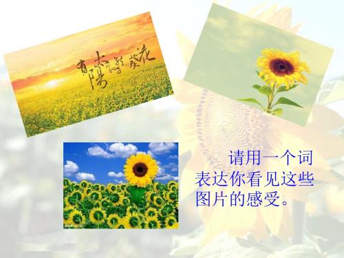 《葵花之最》课件-优质公开课-冀教六下精品