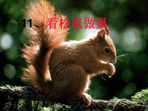 四年级语文上册第四单元看松鼠做巢PPT课件2鄂教版