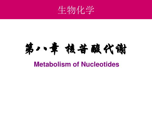 第八章 核苷酸代谢解析