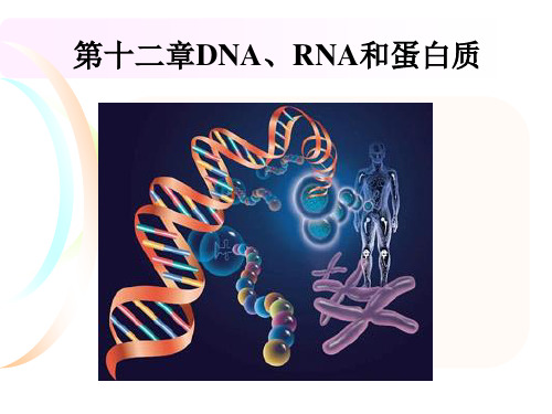 第十二章DNA RNA 蛋白质