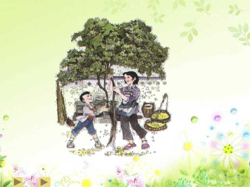 7桂花雨_PPT精品课件