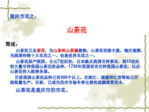 重庆市花——山茶