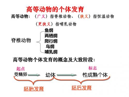 高等动物的个体发育