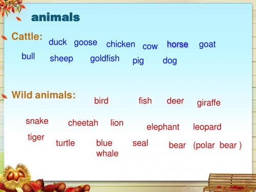 animals 专题复习