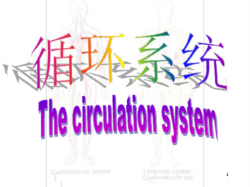 人体解剖学循环系统ppt课件