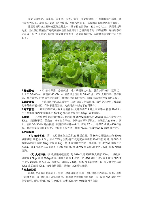 芥菜又称雪菜、雪里蕻、大头菜、大芥、黄芥、芥菜疙瘩等,分叶用和茎用两种。