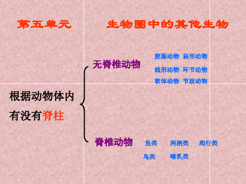 八年级生物上册总复习课件(第五单元)