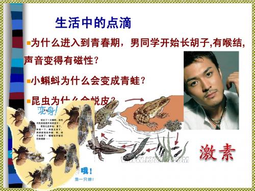 内分泌系统对信息的传递和调节