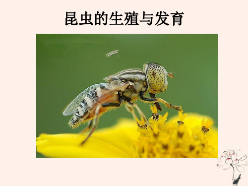 八年级生物下册生物的生殖与发育第三节昆虫的生殖与发育课件2(新版)苏教版