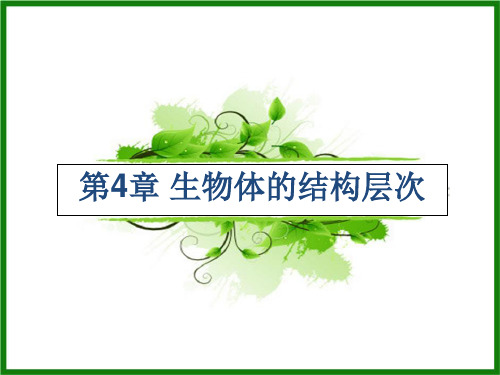 华师大版科学七年级上第四章生物体