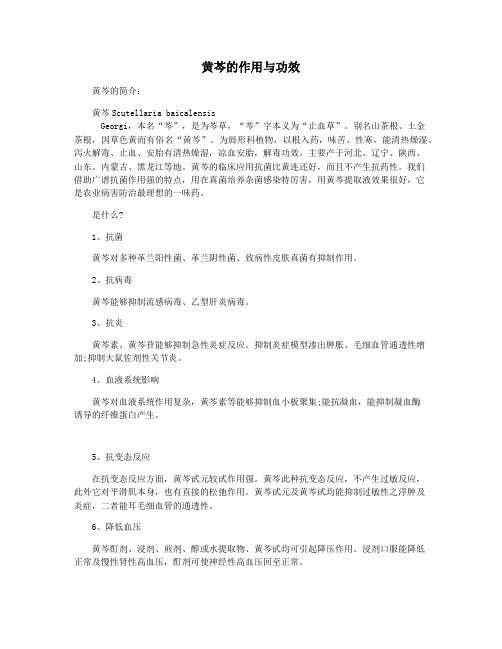 黄芩的作用与功效