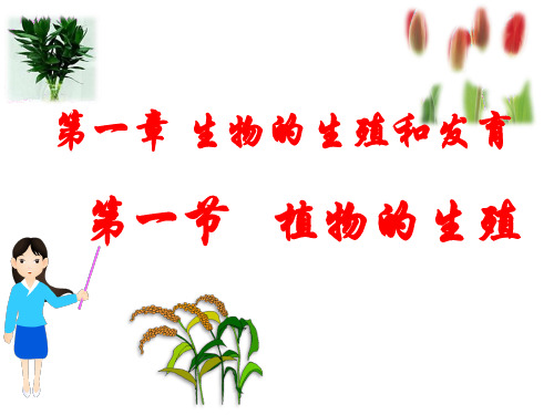 八年级生物下册 第七单元 第一章  第一节 植物的生殖课件 新人教版