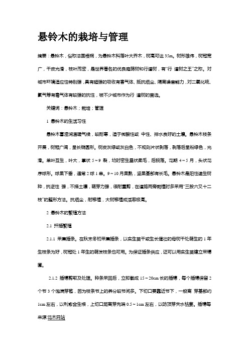 悬铃木的栽培与管理