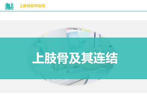 上肢骨及其连结 运动系统 教学PPT课件