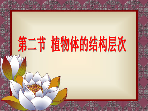 植物体的结构层次PPT课件》
