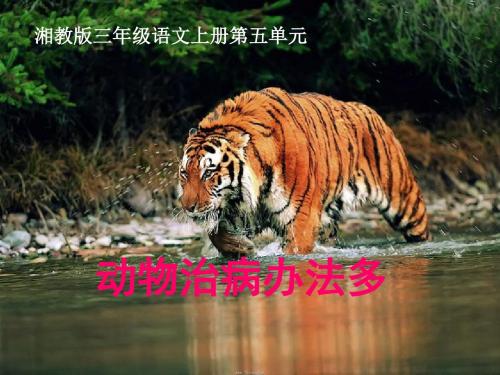 三年级语文上册第五单元动物治病办法多PPT课件1湘教版