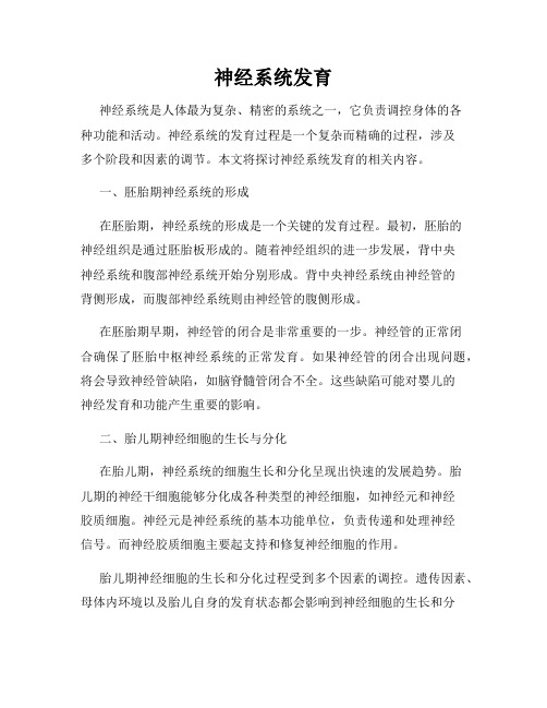 神经系统发育