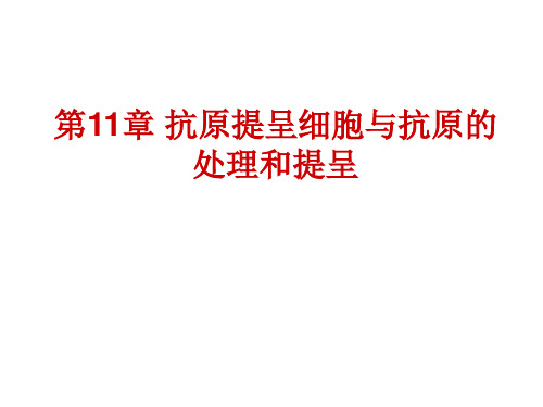 11APC及抗原处理与提呈