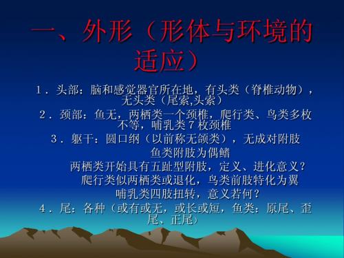 脊索动物总结