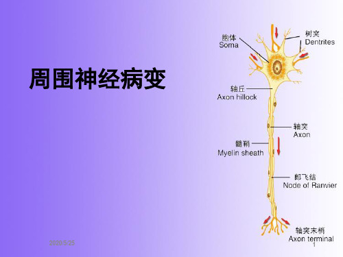 周围神经病变PPT课件