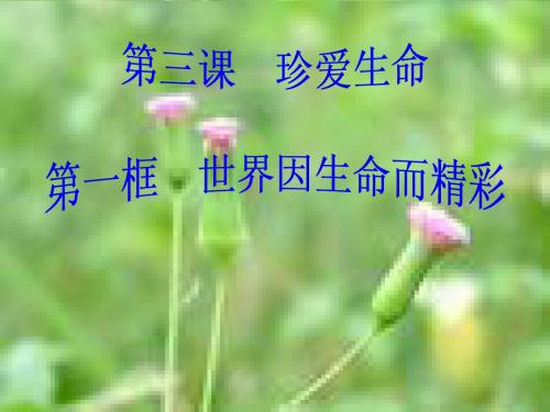 世界因生命而精彩 [初中政治 政治课件 PPT课件]