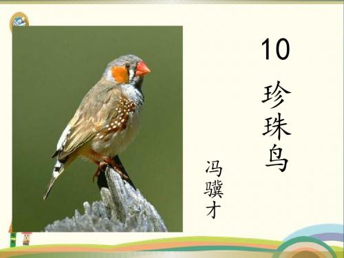五年级上册语文课件- 10 珍珠鸟丨沪教版(2015秋)(共15张PPT)