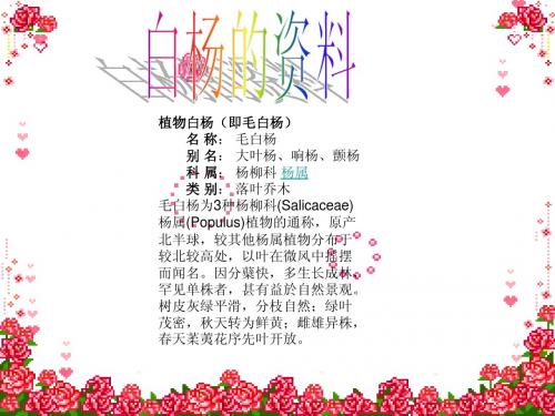 3.白杨
