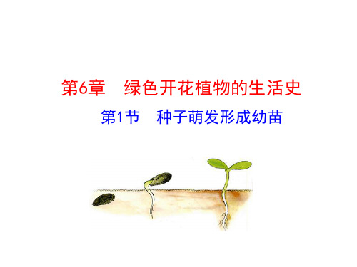 (完整)北师大版七级生物上册课件： 第节 种子萌发形成幼苗精品PPT资料精品PPT资料