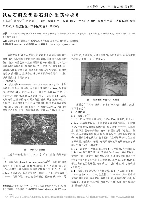 铁皮石斛及齿瓣石斛的生药学鉴别