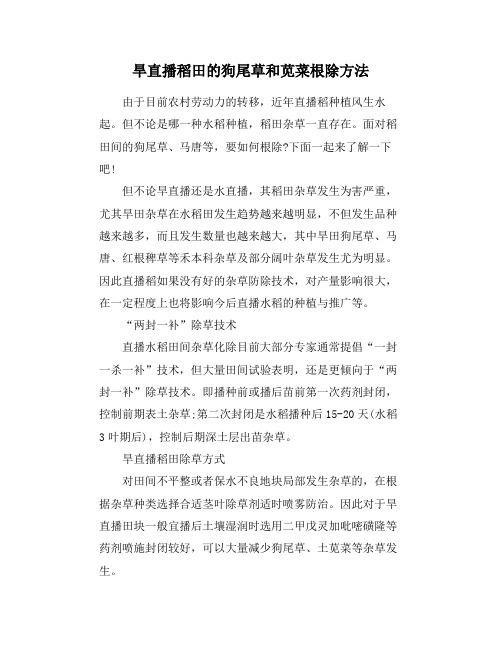 旱直播稻田的狗尾草和苋菜根除方法