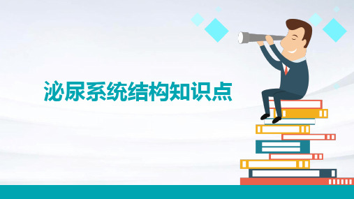 人体解剖学中的泌尿系统结构知识点