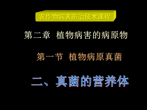 真菌有原生质团单细胞和菌丝共三类营养体类型