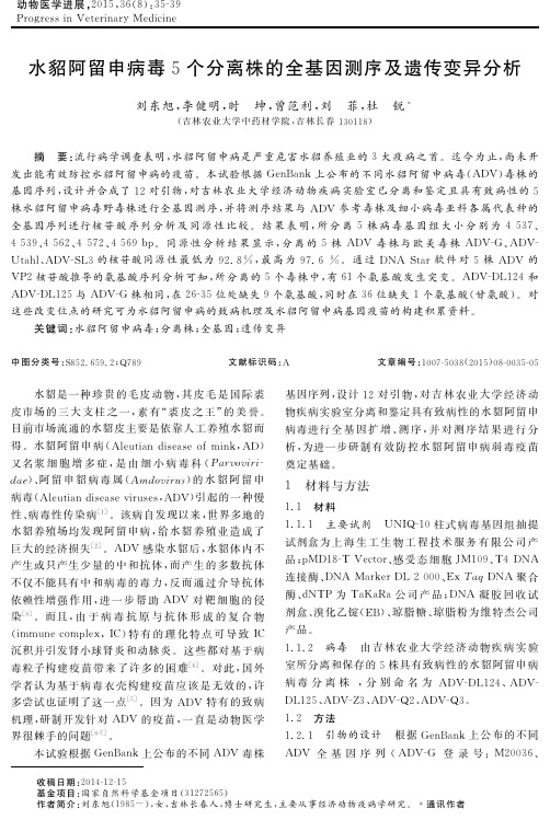 水貂阿留申病毒5个分离株的全基因测序及遗传变异分析