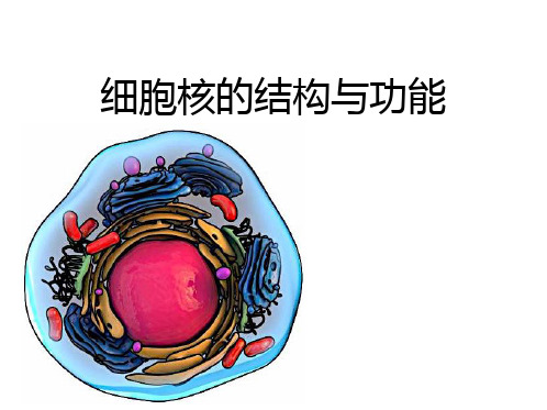 细胞核一轮复习