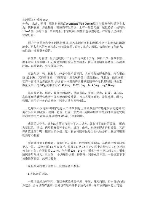 非洲雁