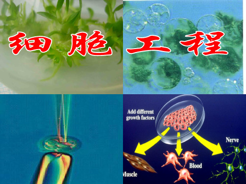 植物细胞工程25267-24页文档资料