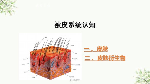 被皮系统课件