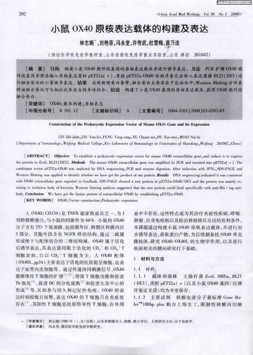 小鼠OX40原核表达载体的构建及表达