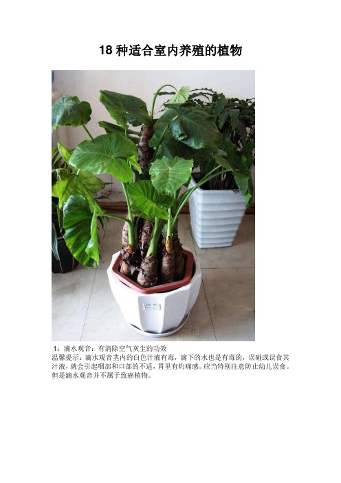 18种适合室内养殖的植物