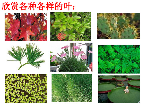 浙教版科学八年级下册4.5植物的叶与蒸腾作用课件