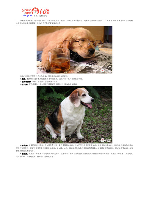 狗狗“富贵病”,不仅仅是发福哦!