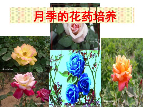 月季的花药培养课件(上课用)