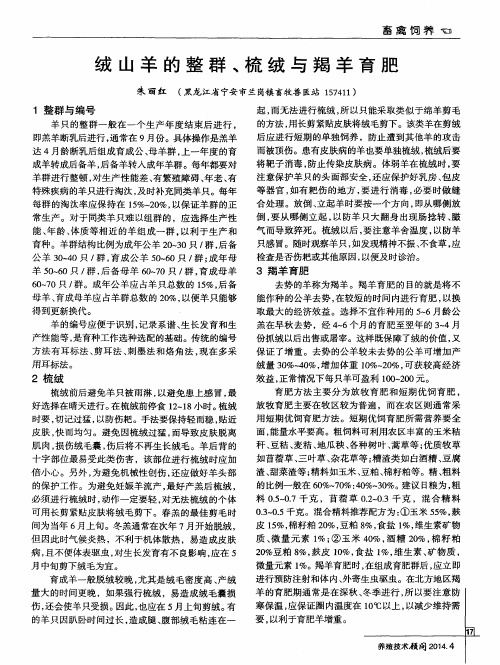 绒山羊的整群、梳绒与羯羊育肥
