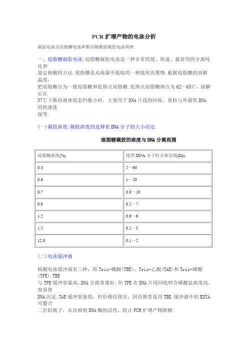 PCR扩增产物的电泳分析