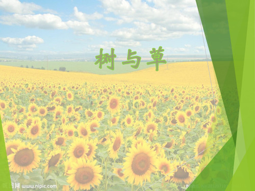 冀人版小学科学三年级下册2课《树与草》课件