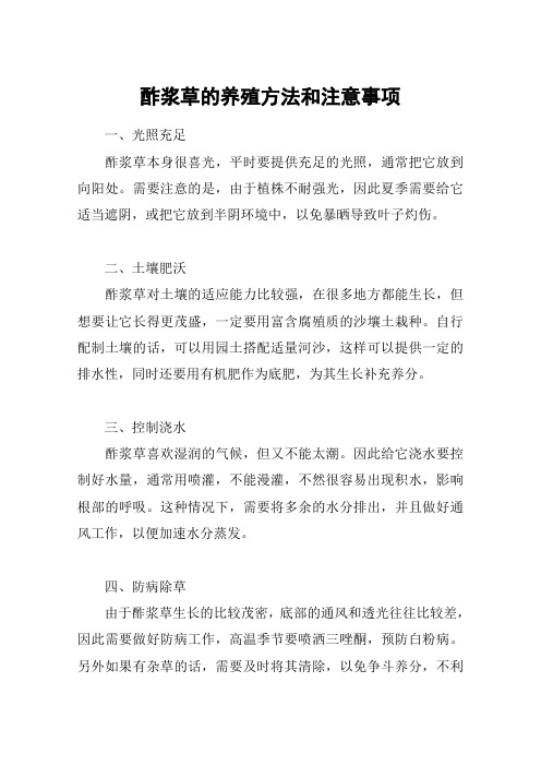 酢浆草的养殖方法和注意事项