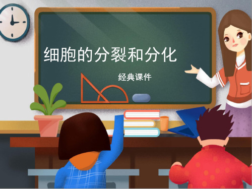 苏教版七年级生物上册 《细胞的分裂与分化》经典课件1